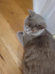 Kitten BKH lilac