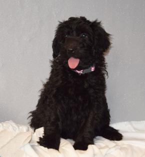 Zauberhafte Blackdoodle Goldendoodle Welpen abzugeben