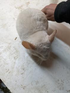 Langschwanz Chinchillas