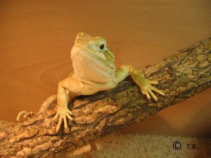 Zwergbartagamen Jungtiere Pogona Henrylawsoni - Berlin