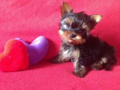 Luxus Yorkshire Terrier
