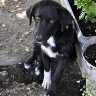 Blackie / Status sucht ein Zuhause