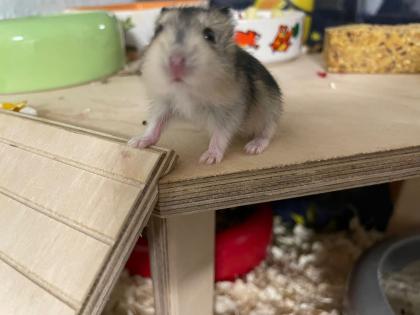 Baby Zwerg Hamster Mädchen und manchen