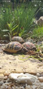 Griechische Landschildkröten Nz von 2021