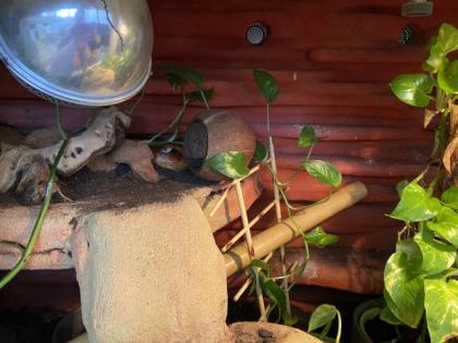 Wunderschönes Terrarium mit 2 Kornnattern 0. 0. 2. abzugeben