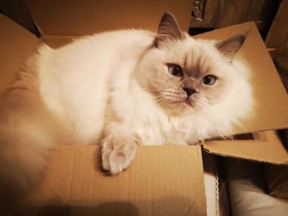 Suche Ragdoll Deckkater