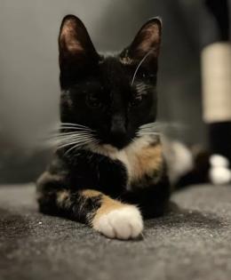 Ruhige, zurückhaltende Katze abzugeben Liebevolles Zuhause gesucht