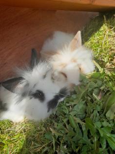 Löwenkopfzwergkaninchen