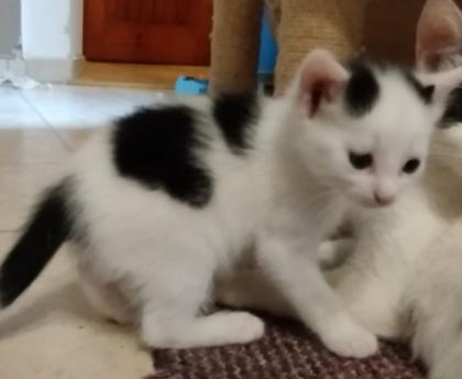 Katzenbabys schwarz-weiß zur baldigen Abgabe