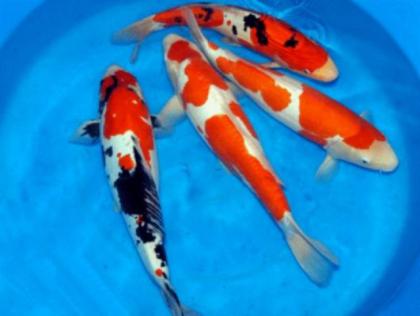 Koi-Koi-Koi-Koi vom Fachhändler // Fa. Fördefisch