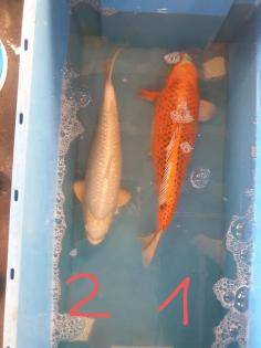 Koi Koikarpfen
