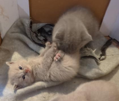 Wir bieten liebevolle, gut erzogene, reinrassige Britisch-Kurzhaar-Kitten zu erschwinglichen Prei