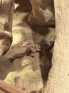 Männlicher Leopardgecko