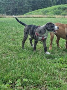 Aussiedor Mix Welpen suchen ab sofort ein zuhause
