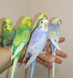 5 super zahm Wellensittiche handzahm Rainbow Vögel Wellis