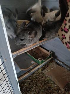 Chinchillas zu verkaufen