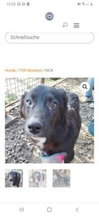 Tolle Welpen, Junghunde Hundesenioren