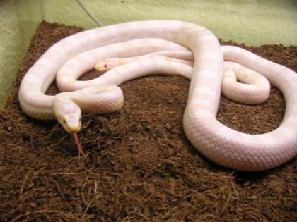 4, 5 Corall Snow Kornnatter abzugeben
