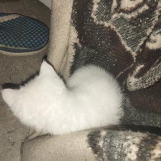 Main Coon Kitten abzugeben