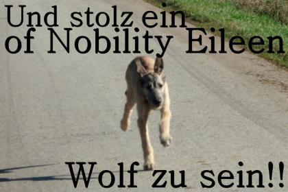 Irish Wolfhound Welpen C-Wurf of Nobility Eileen