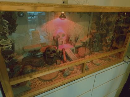2 Leopardgeckos, Terrarium und Zubehör