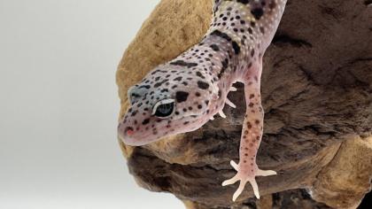 Leopardgecko 1. 13. 16