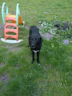 Labrador Doggen Mix