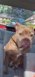 Boxer/Dogge/bulldogge