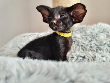 Orientalisch Kurzhaar Kitten mit Papiere / Stammbaum