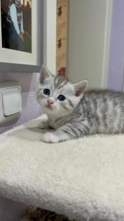 BKH Kitten