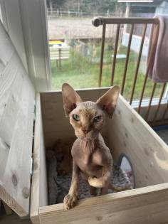 Sphynx Kitten mit Tasthaaren