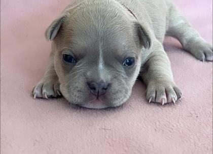 Französische Bulldogge mit Papiere