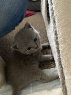 4 Kleine BKH-Kitten suchen ab dem 22. 06. 2023 ein liebevolles Zuhause