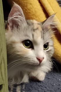 Sibirische Katzen vom Borkener Seenland