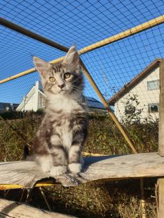 Prächtige Maine Coon Kitten