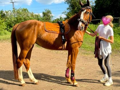 REITBETEILIGUNG für unsere DSP STUTE HENRIETTA