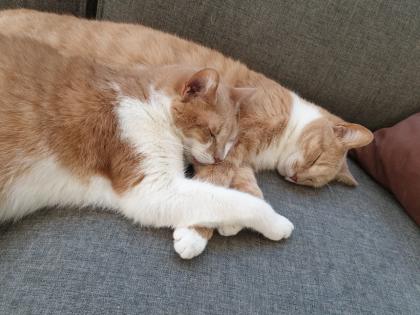 Schmusetiger suchen dringend neues zu Hause