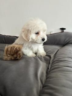 Maltipoo F1b Welpen