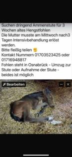 Stute für Fohlen