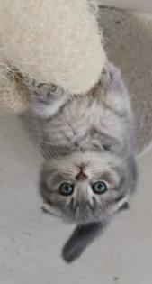 BKH kitten