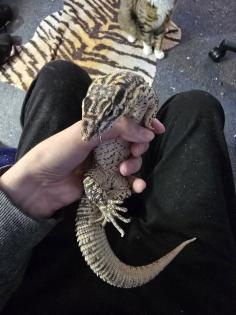 Stachelschwanz Waran Yellow Ackie mit Terrarium ABZUGEBEN