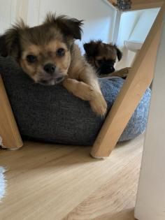 Chihuahua in Langhaar