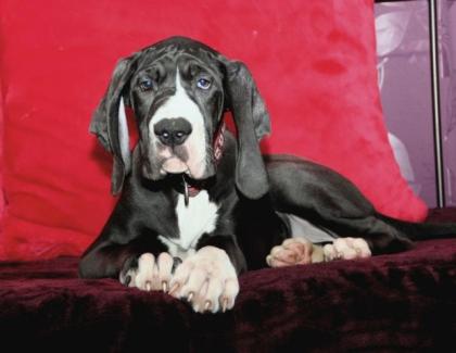 Deutsche Doggen Welpen Hündin schwarz, VDH - abgabebereit