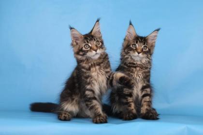Reinrassige Maine coon Stammbaum