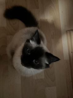 Heilige Birma Katze