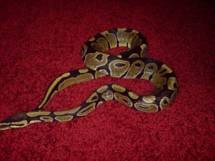 Königspython Python Regius 1, 10m lang, ca. 2, 5 Jahre jung Häutet u. frisst gut