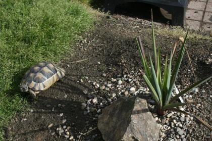 Breitrandschildkröten, Testudo marginata, eigene Nachzucht 2022.