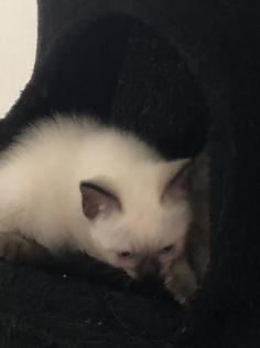 Siam Kitten Baby - zu verkaufen