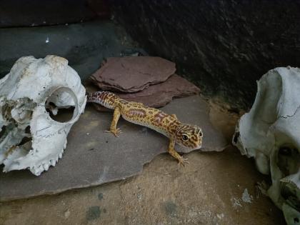 Leopardgecko Weibchen