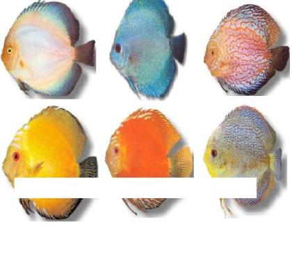 Biete Aquarienfische aller Art an und suche auch immer welche